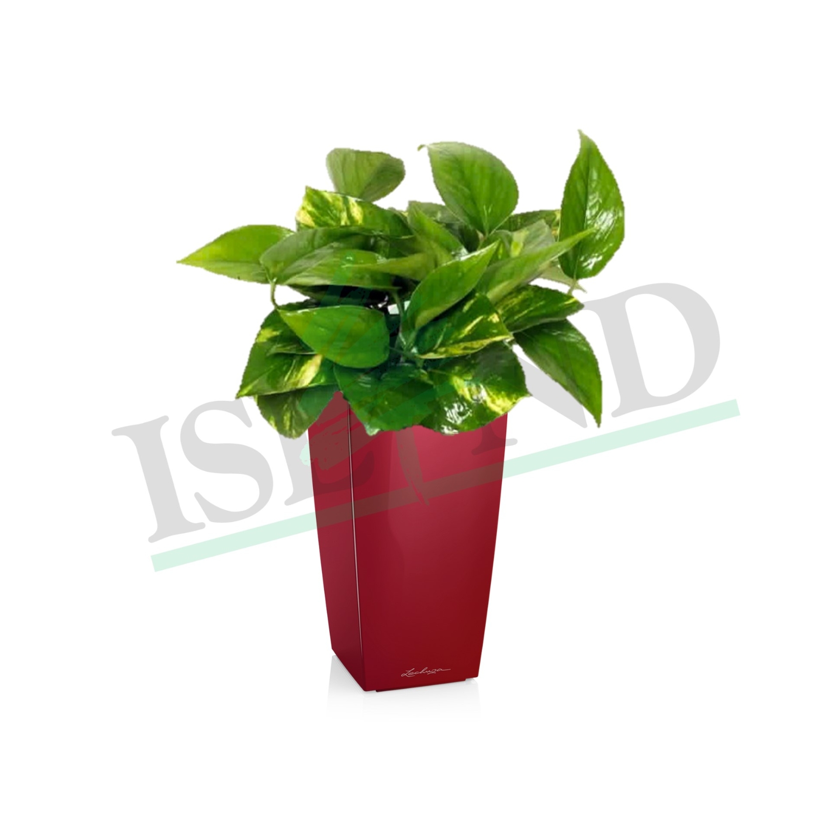 Scindapsus Aureus Money Plant