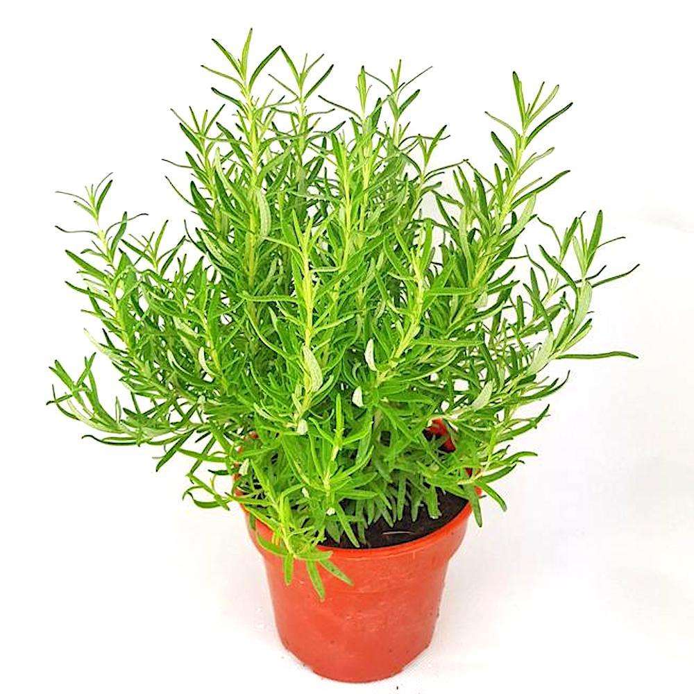 ROSEMARY ROSEMARY