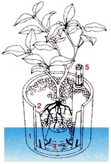 Hydroculture